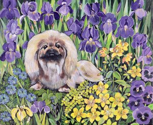 Peke nel letto di fiori da Hilary Jones