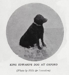 Il cane di re Edoardo VII all