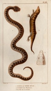 Aesping o Vipera Rossa, Scinco dalle farmacie, la sua testa vista dall