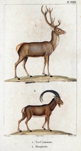 Cervo comune e Stambecco. "Fauna dei Medici o storia degli animali e dei loro prodotti di Hippolyte Cloquet" - Volume 6 - 1825
