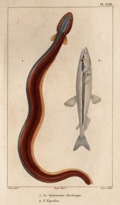 Gymnonote elettrico e Eperlan. Fauna dei Medici o storia degli animali e dei loro prodotti di Hippolyte Cloquet - Volume 6 - 1825 da Hippolyte Cloquet