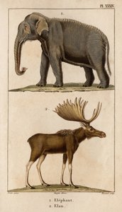 Elefante e Elan. "Fauna dei Medici o storia degli animali e dei loro prodotti di Hippolyte Cloquet" - Volume 6 - 1825