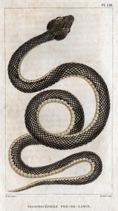 Rappresentazione del Trigonocephale - Punta di lancia: rettile. Tavola da Fauna dei medici o storia degli animali e dei loro prodotti da Hippolyte Cloquet