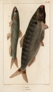Alosa e Acciughe. "Fauna dei Medici o storia degli animali e dei loro prodotti di Hippolyte Cloquet" - Volume 6 - 1825 da Hippolyte Cloquet