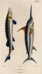 Storione e pesce spada da Hippolyte Cloquet