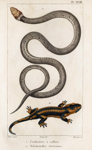 Il serpente collare, la salamandra terrestre da Hippolyte Cloquet