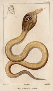Il Naja o vipera con occhiali. Fauna dei Medici o storia degli animali e dei loro prodotti di Hippolyte Cloquet - Volume 6 - 1825 da Hippolyte Cloquet