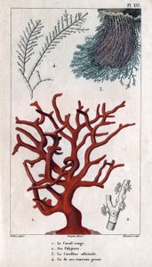 Il Corallo Rosso, i suoi Polipi, il Coralline officinale, uno dei rami grossolani. in "Fauna dei Docks o Storia degli Animali e dei loro Prodotti di Hippolyte Cloquet" - Volume 6 - 1825 da Hippolyte Cloquet