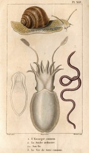 La chiocciola comune, la seppia ordinaria, il suo osso, il lombrico comune