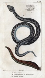 La vipera comune, la sua bocca aperta con i suoi denti velenosi, il sangue officinale. "Fauna dei Medici o storia degli animali e dei loro prodotti di Hippolyte Cloquet" - Volume 6 - 1825