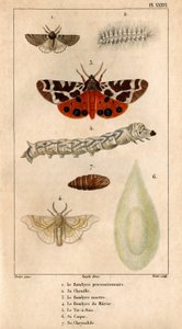 Il Bombyce processionale, il suo bruco, il Bombyce della Martora, il Bombyce del Gelso, il Baco da Seta, il suo bozzolo, la sua crisalide. in 