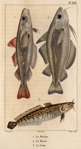 Il merluzzo, il nasello e il burbot da Hippolyte Cloquet