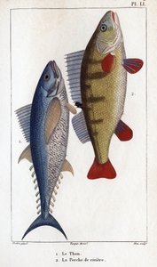 Tonno e persico di fiume da Hippolyte Cloquet