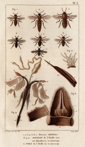 Varie api. "Fauna dei Medici o storia degli animali e dei loro prodotti di Hippolyte Cloquet" - Volume 6 - 1825 da Hippolyte Cloquet