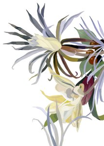 Fiori eleganti simili a barba
