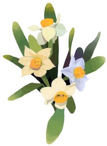 Narciso