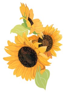 Girasole
