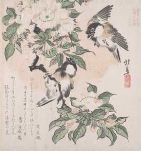 Collezione Pioggia di primavera Harusame shu, vol. 3: Cinciallegre e fiori di melo da Hokuba