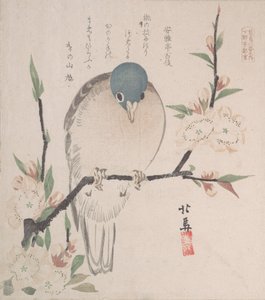Collezione Pioggia di primavera Harusame shu, vol. 3: Colomba di montagna e fiori di pesco