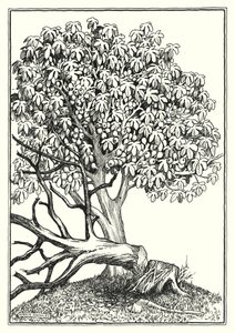 Illustrazione del Discorso della montagna (incisione)