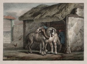 Cavallo da fattoria