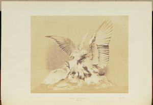 Falco e airone