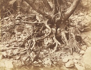 Albero con groviglio di radici, 1853 (foto)