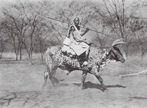 Africa: Cavaliere di bue Aulad Hamid da Hugo Adolf Bernatzik