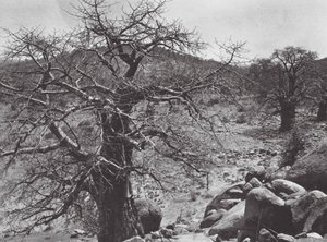 Africa: albero di baobab, Dar Nuba da Hugo Adolf Bernatzik
