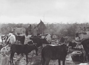 Africa: Recinto per bestiame sulla riva del Bahr el Zeraf da Hugo Adolf Bernatzik
