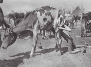 Africa: Dinka settentrionale che soffia una mucca