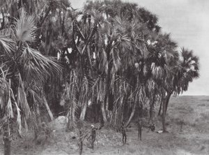 Africa: Cacciatori Nuer in un bosco di palme da Hugo Adolf Bernatzik
