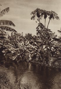 Messico: Banane e papaie, Stato di Vera Cruz (foto b/n) da Hugo Brehme
