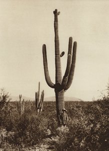 Messico: "Cereus giganteus" nei dintorni di Magdalena, Stato di Sonora (foto b/n)