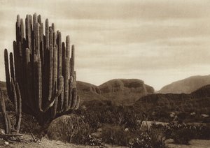 Messico: Cuicatian, "Cereus candelabrum" (foto b/n)