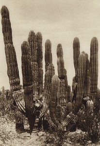 Messico: Guaymas, "Cereus Pringlei", Estado Sonora (foto b/n)