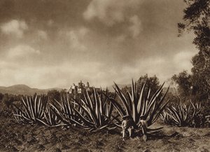 Messico: I dintorni di Tepepam con il campo di agave (foto b/n) da Hugo Brehme