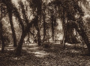 Messico: Luogo idilliaco nel parco di Chapultepec (foto b/n) da Hugo Brehme