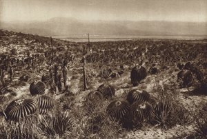 Messico: Sierra de Tehuacan, Nella parte anteriore "Echinocactus grandis" (foto b/n) da Hugo Brehme
