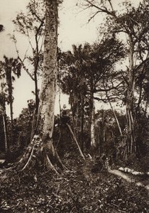 Messico: Tamasopo, Panorama della foresta vergine (foto b/n)