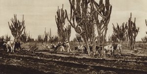 Messico: Lavoro sul campo, Stato di Sinaloa (foto b/n) da Hugo Brehme