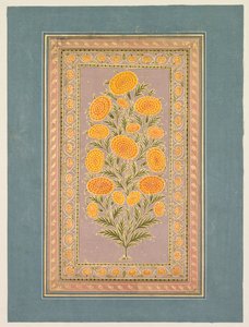 Calendula in fiore, c. 1765 da Hunhar II