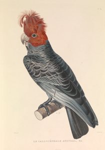 Il Callicèfalo australiano da Hyacinthe Yves Philippe (1781 1846) Potentien