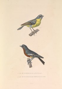 Il Pigliamosche Australiano e il Pigliamosche Multicolore da Hyacinthe Yves Philippe (1781 1846) Potentien