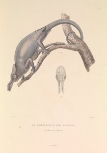 Il camaleonte dal naso biforcuto da Hyacinthe Yves Philippe (1781 1846) Potentien
