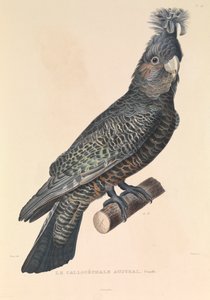 Il Callicèfalo australiano da Hyacinthe Yves Philippe (1781 1846) Potentien