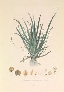 La Busseuillie di Botany Bay