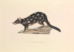 Il Dasiuro procione da Hyacinthe Yves Philippe (1781 1846) Potentien