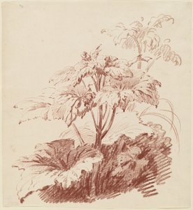 Pianta fiorita con boccioli da I Jean Baptiste Hüet