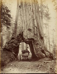 Sezione di "Wawona", 28 piedi di diametro, 275 piedi di altezza, Mariposa Grove